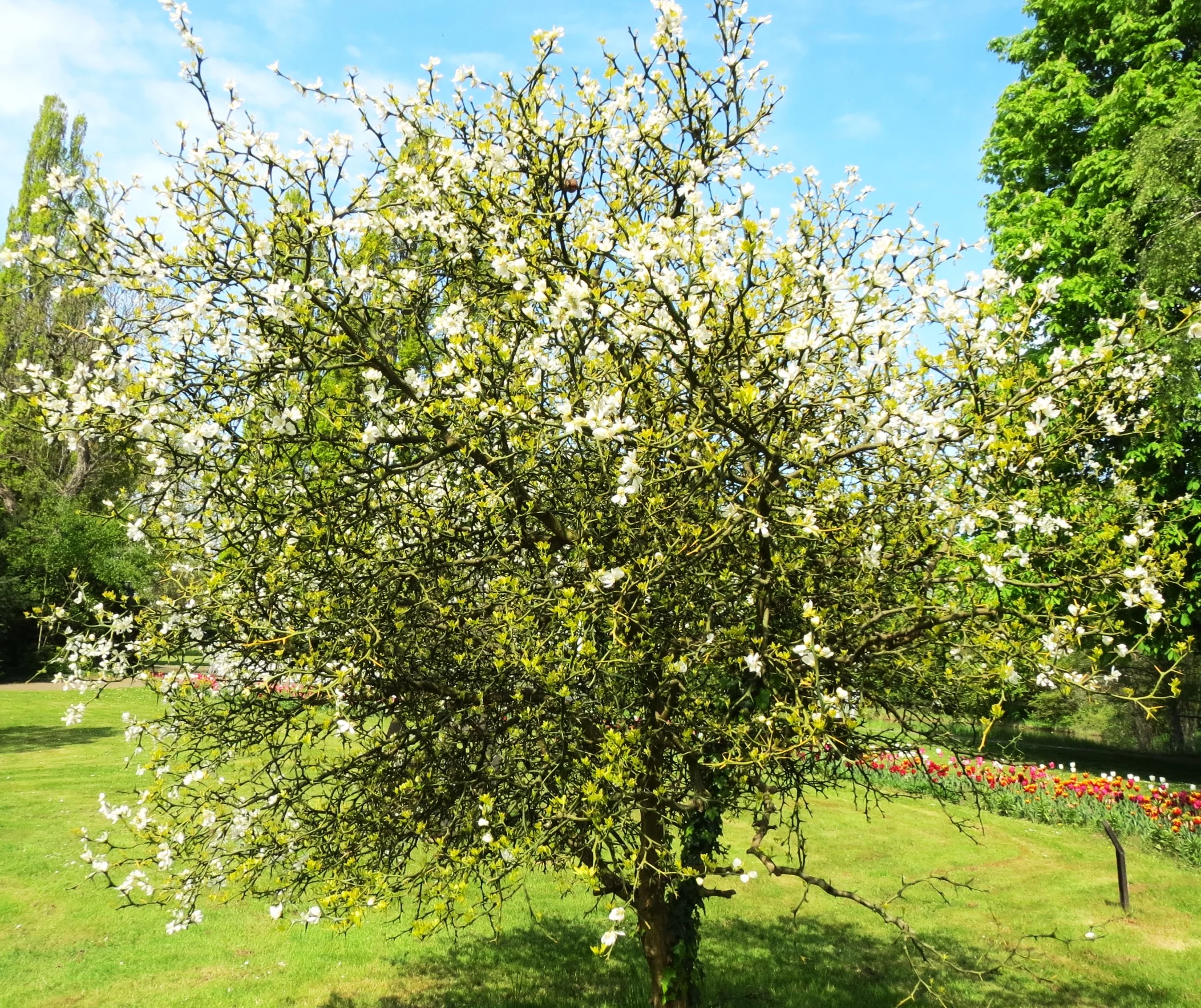 Hardy Orange Tree (Trifoliate) - Image 8