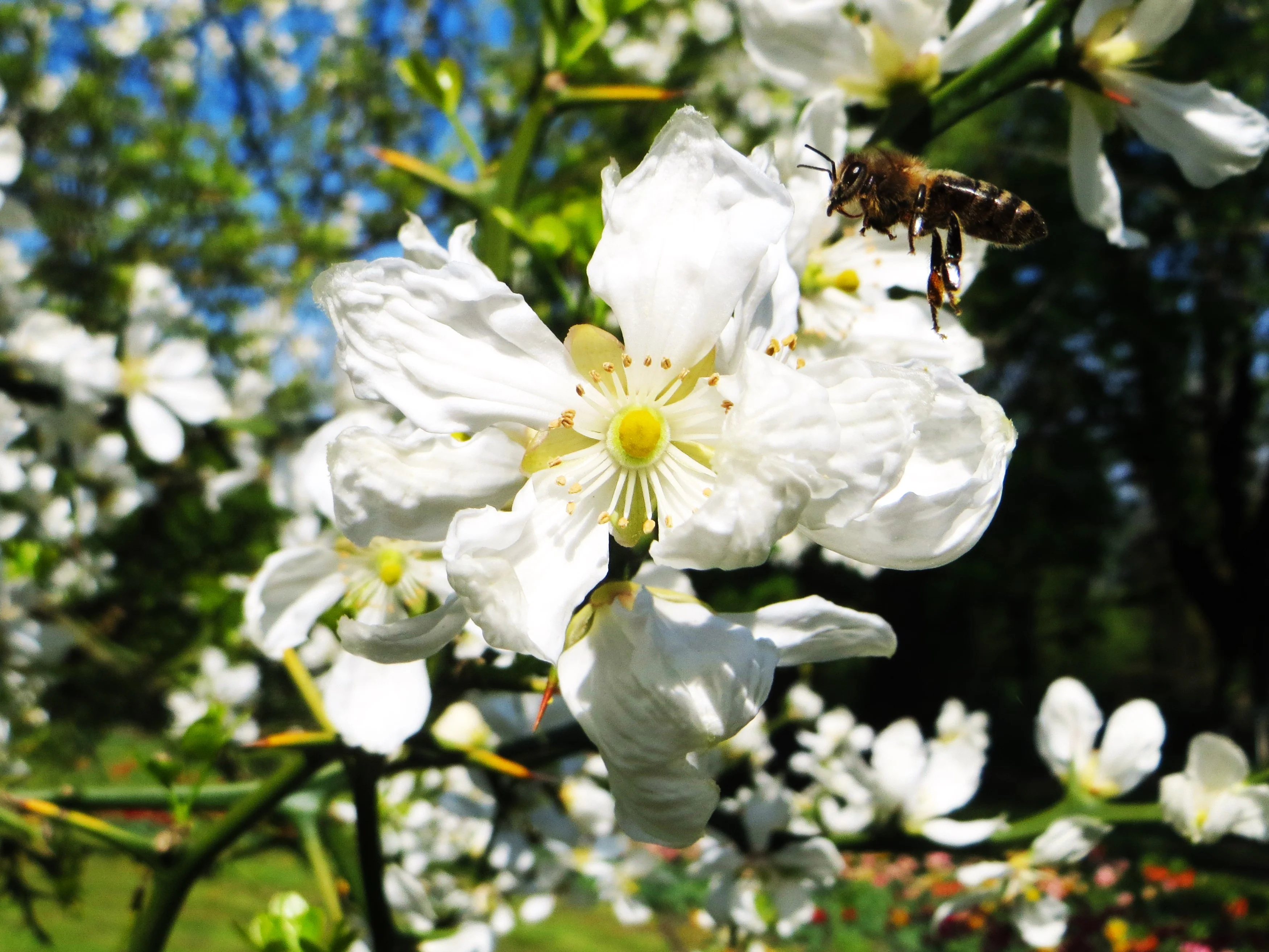 Hardy Orange Tree (Trifoliate) - Image 9