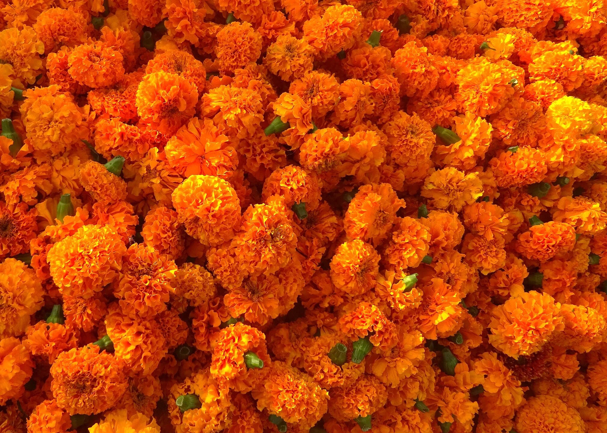 Hawaii Orange African Marigold - Image 10