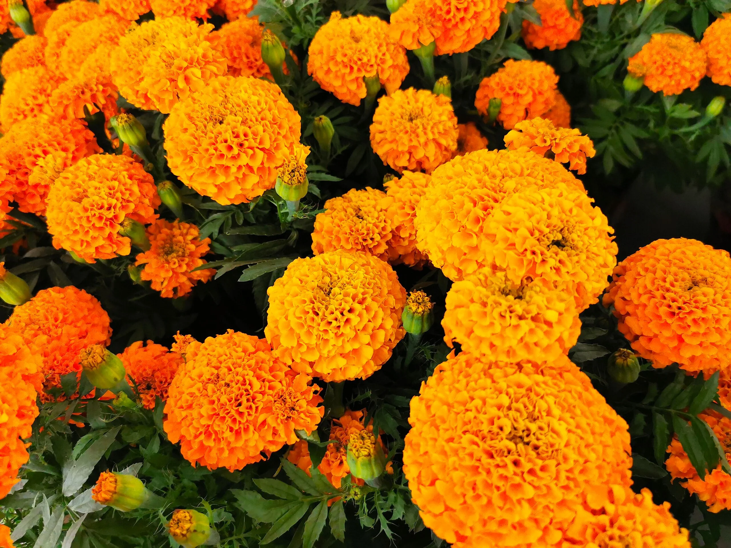 Hawaii Orange African Marigold - Image 3