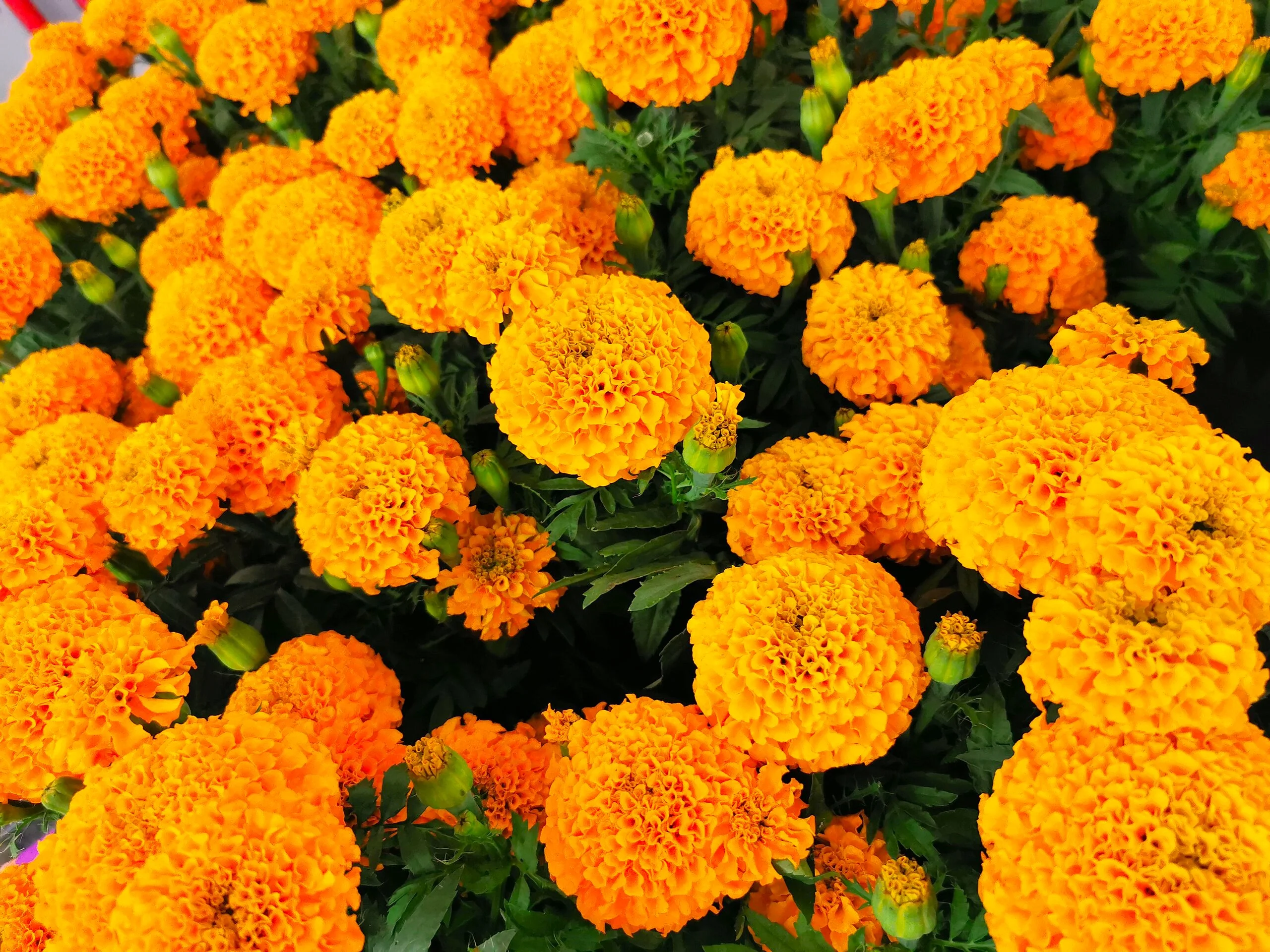 Hawaii Orange African Marigold - Image 4