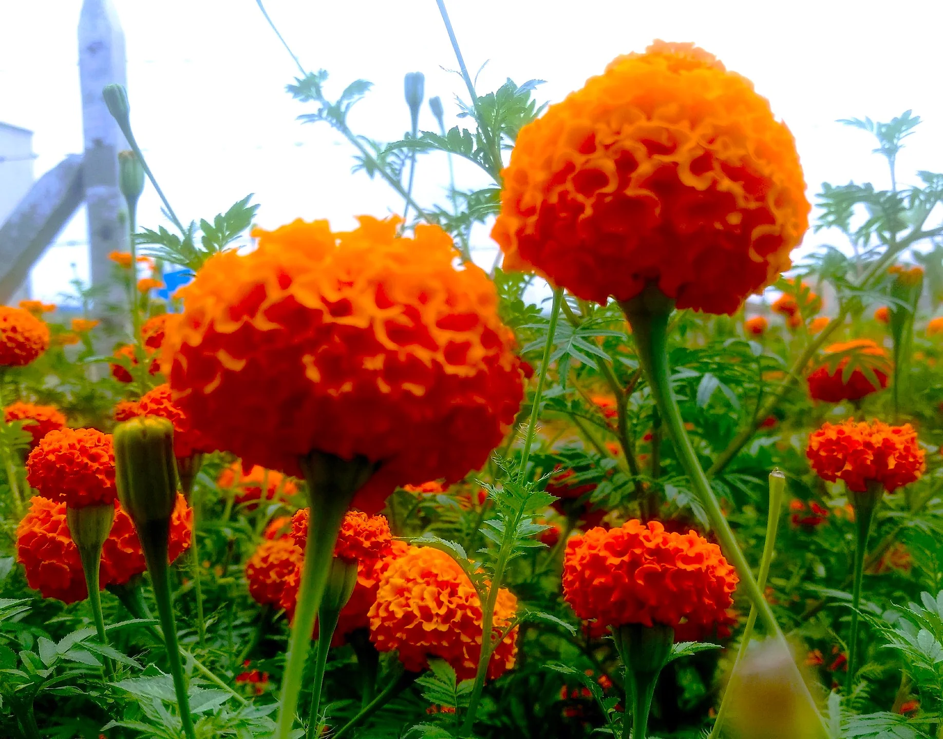 Hawaii Orange African Marigold - Image 5