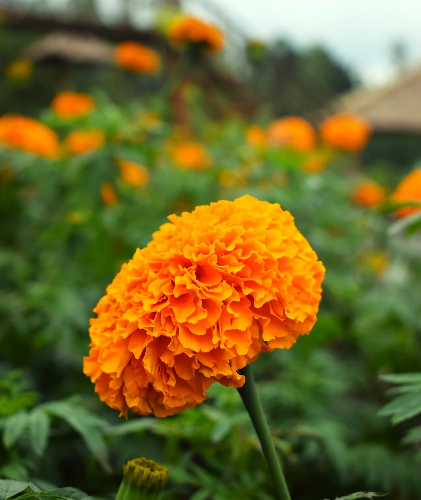 Hawaii Orange African Marigold - Image 6