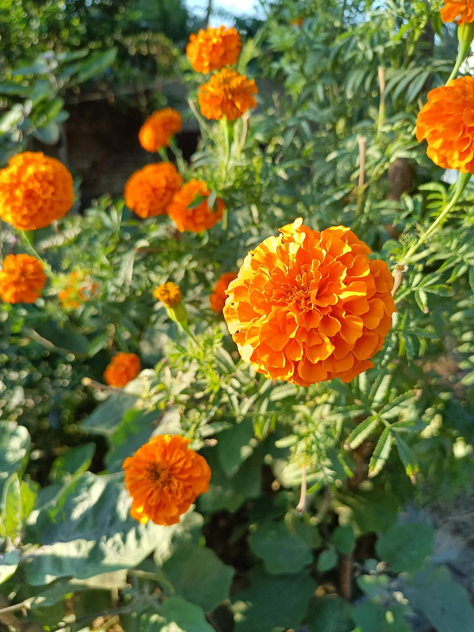 Hawaii Orange African Marigold - Image 7
