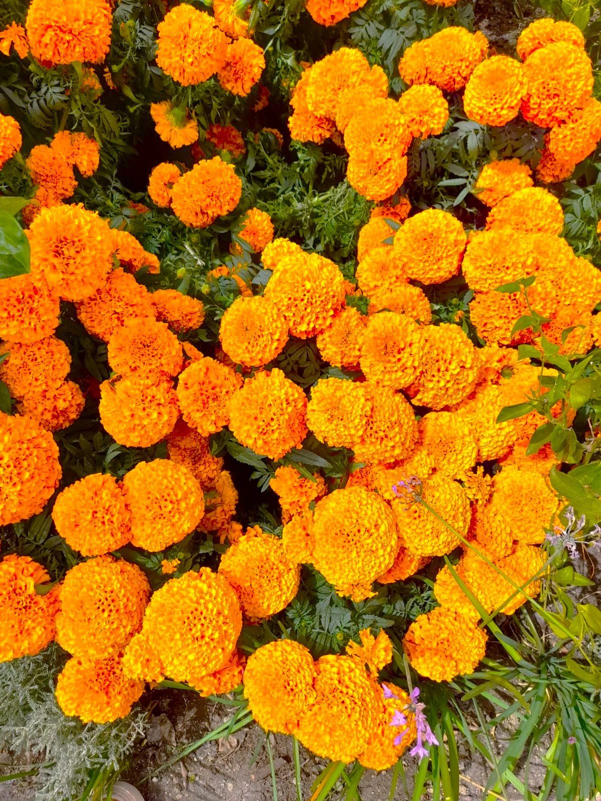 Hawaii Orange African Marigold - Image 8