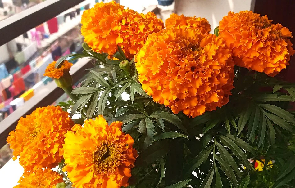Hawaii Orange African Marigold - Image 9