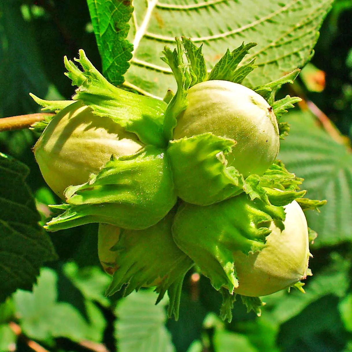 Hazelnut Tree