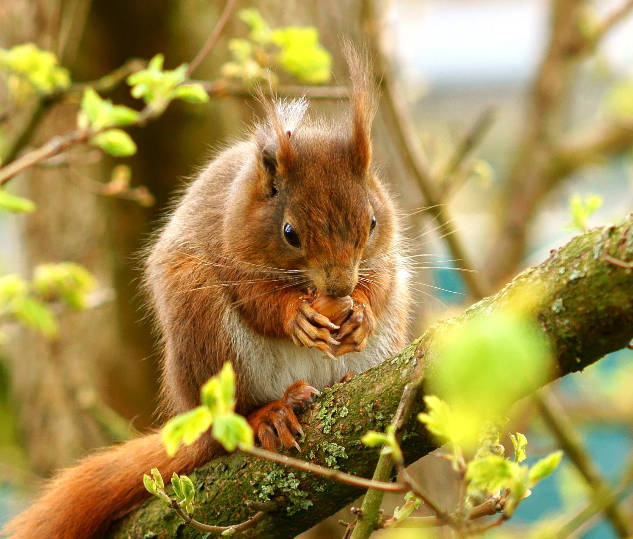 Hazelnut Tree - Image 10