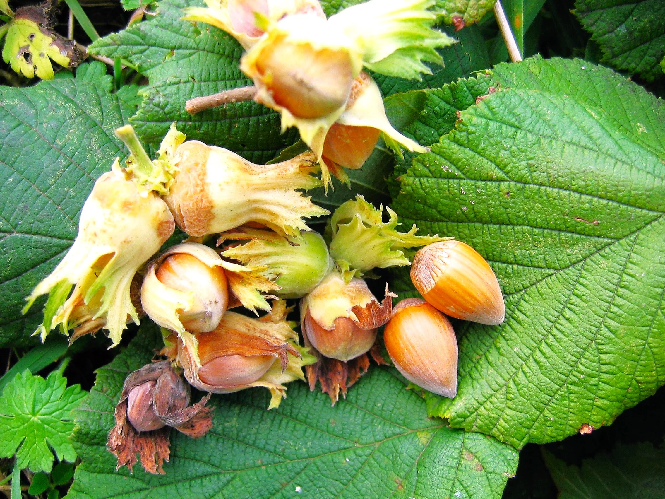Hazelnut Tree - Image 2