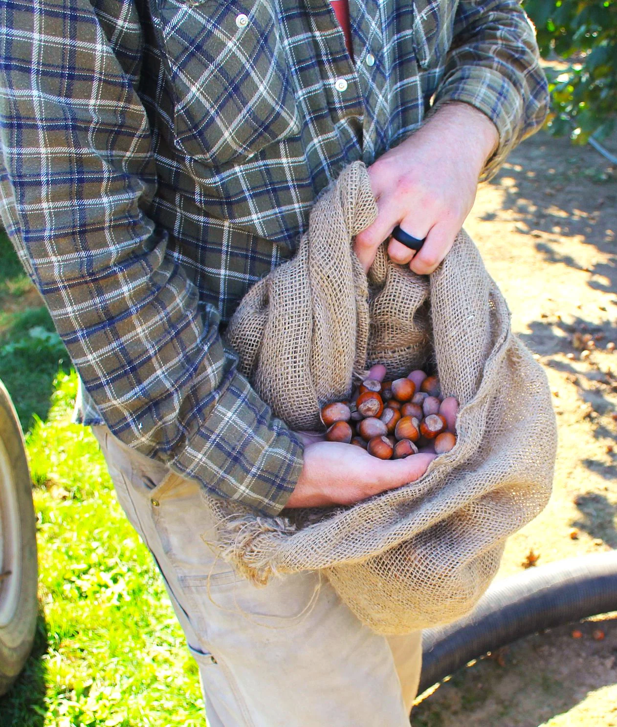Hazelnut Tree - Image 3