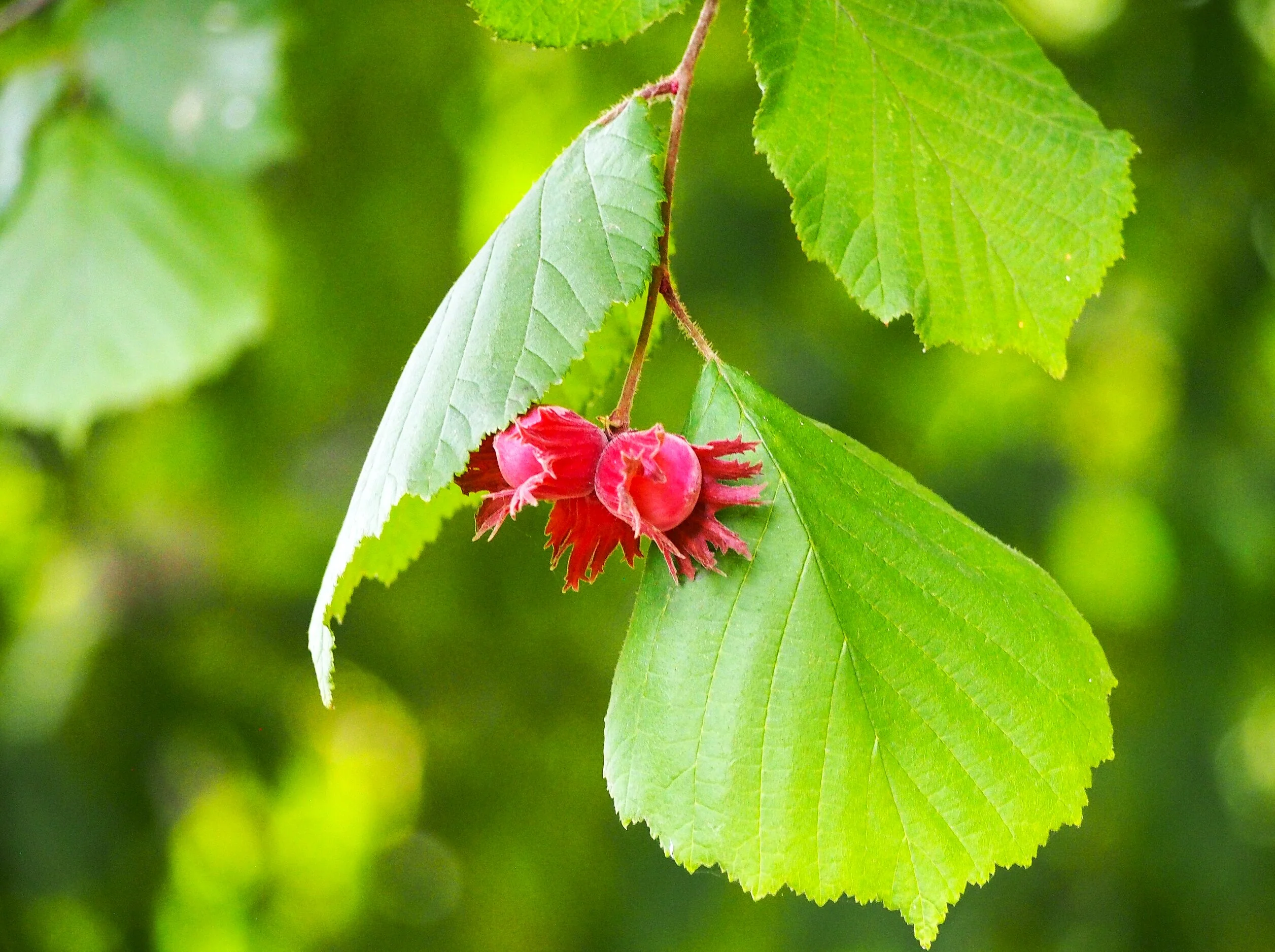 Hazelnut Tree - Image 7