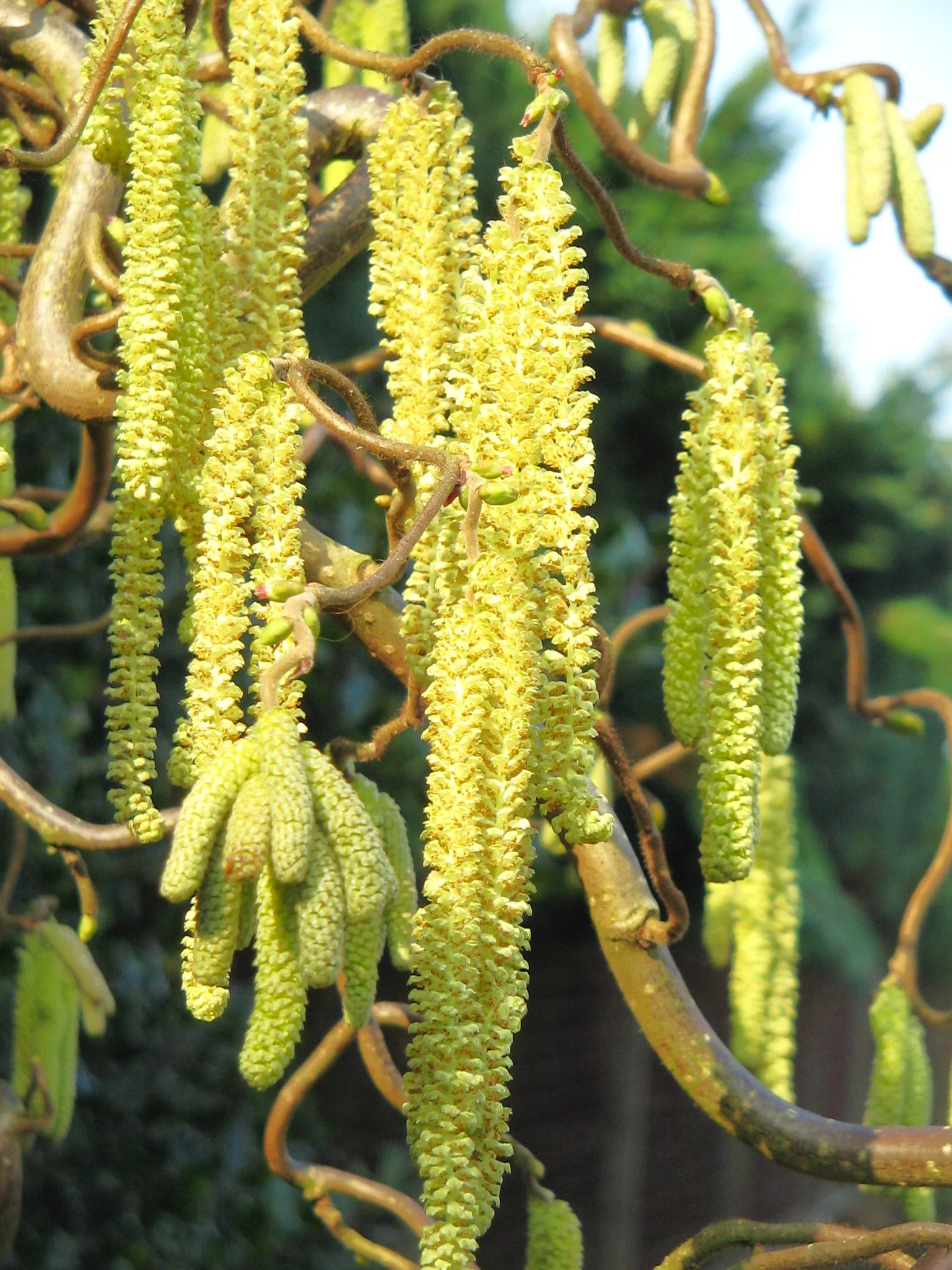 Hazelnut Tree - Image 8