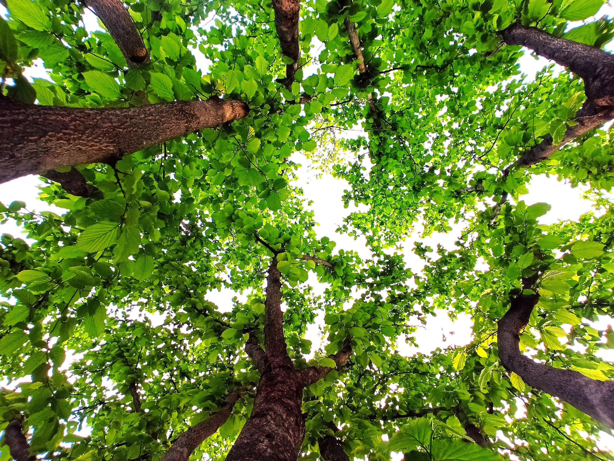 Hazelnut Tree - Image 9