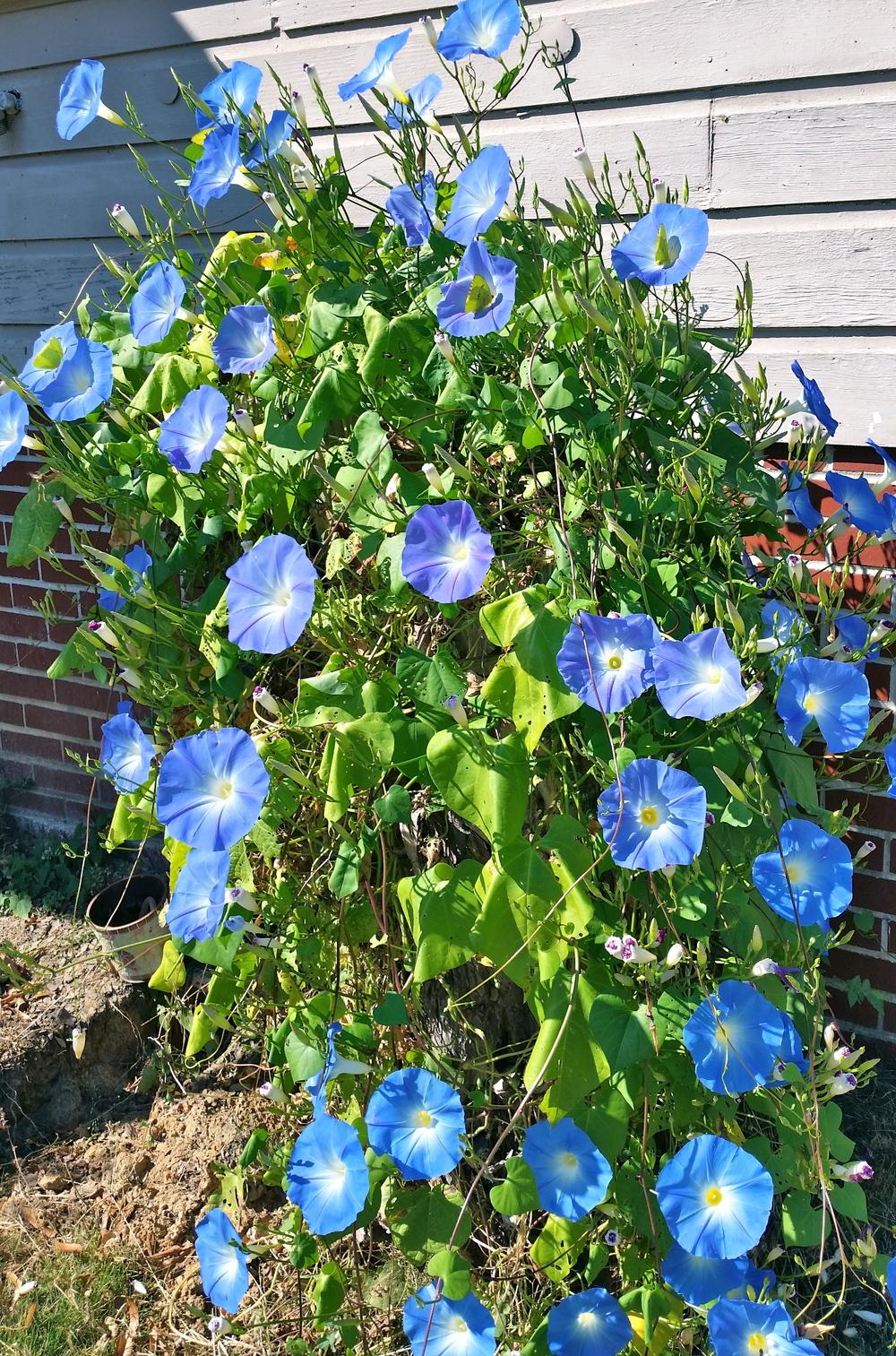 Heavenly Blue Morning Glory - Image 3