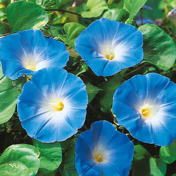Heavenly Blue Morning Glory - Image 4