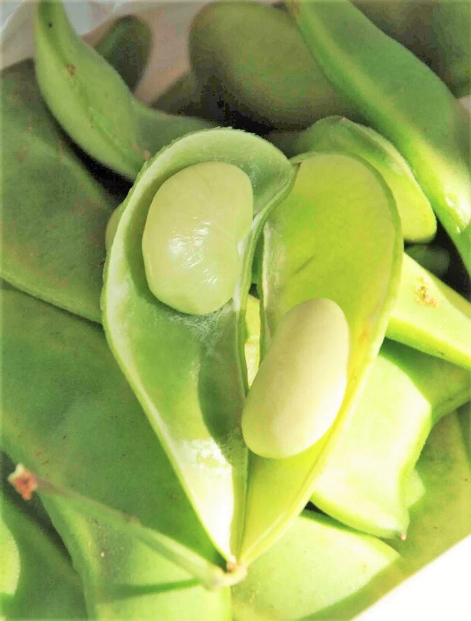 Henderson Lima Bean - Image 3