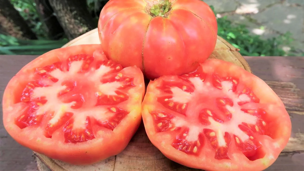 Henderson's Pink Ponderosa Tomato - Image 3