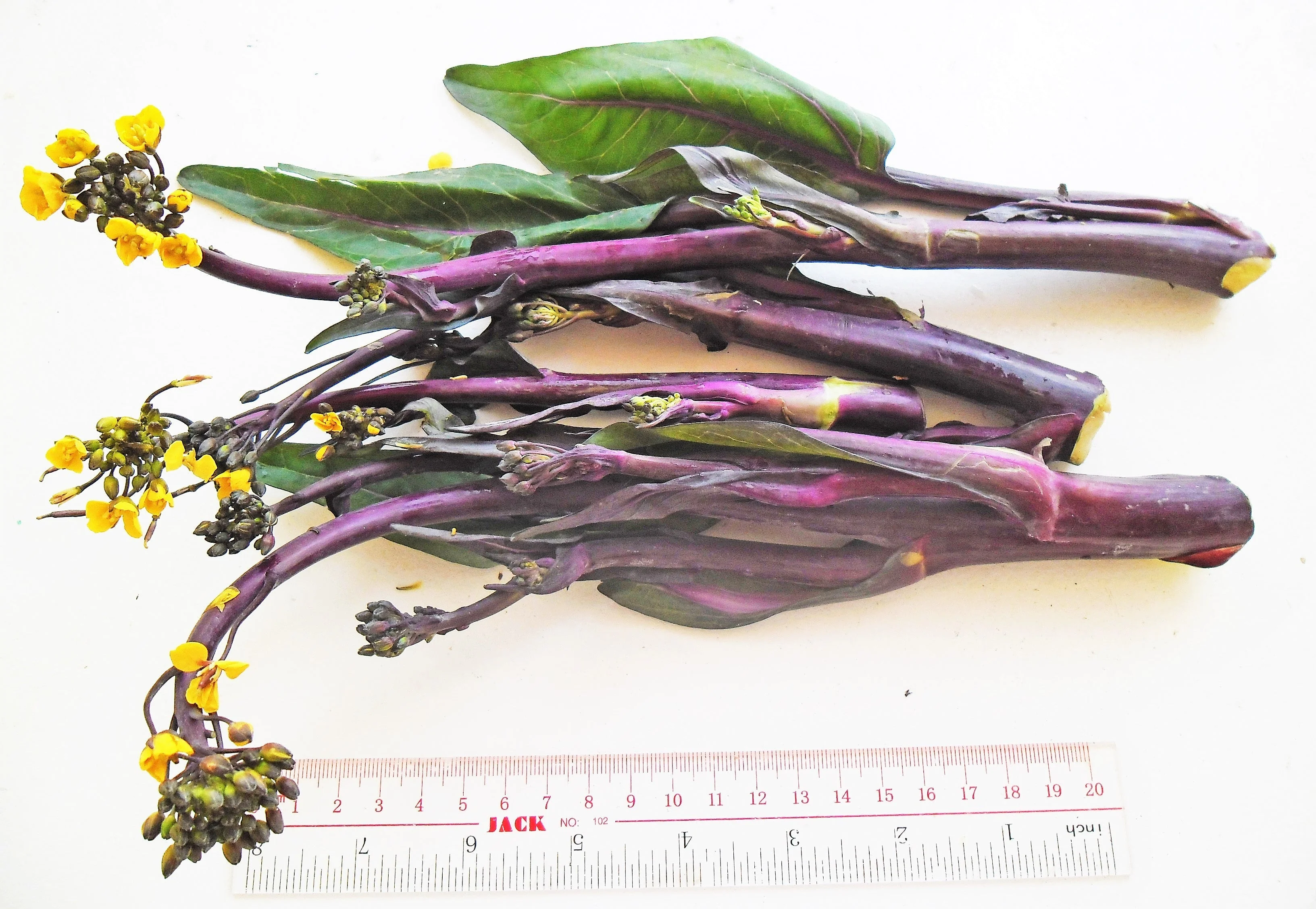Hon Tsai Tai Purple Yu Choy Sum - Image 5