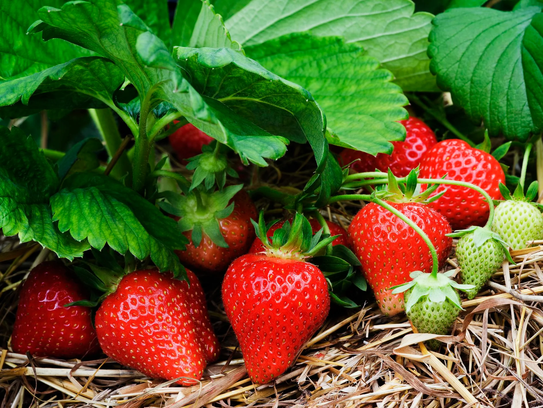 Honeoye Strawberry Bare Roots (Junebearing) - Image 2