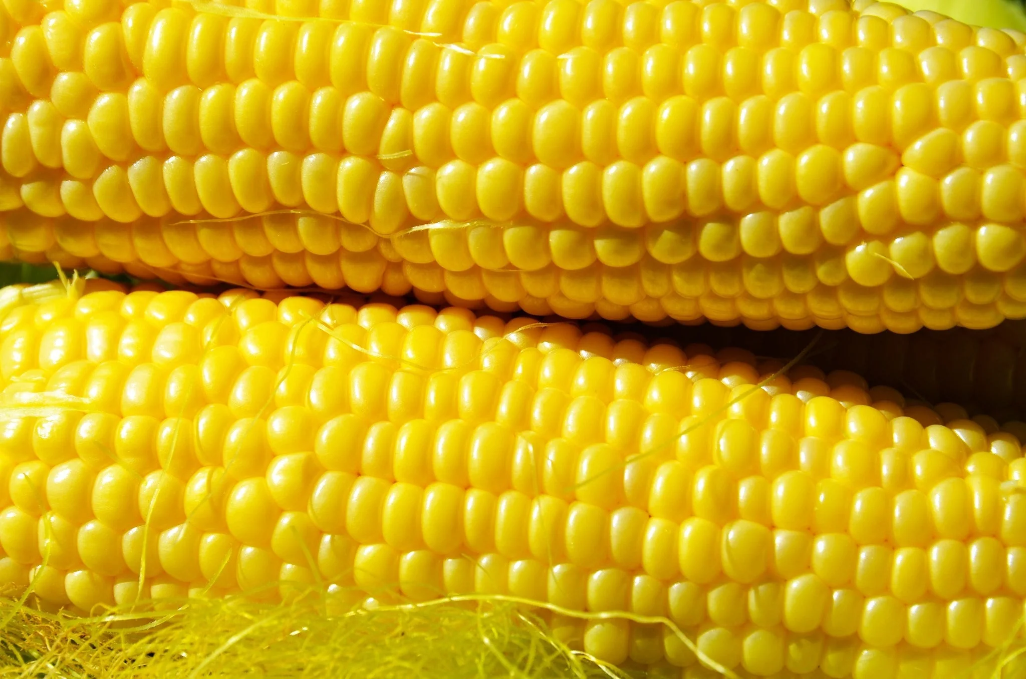 Honey Select Triple Sweet Corn - Image 8