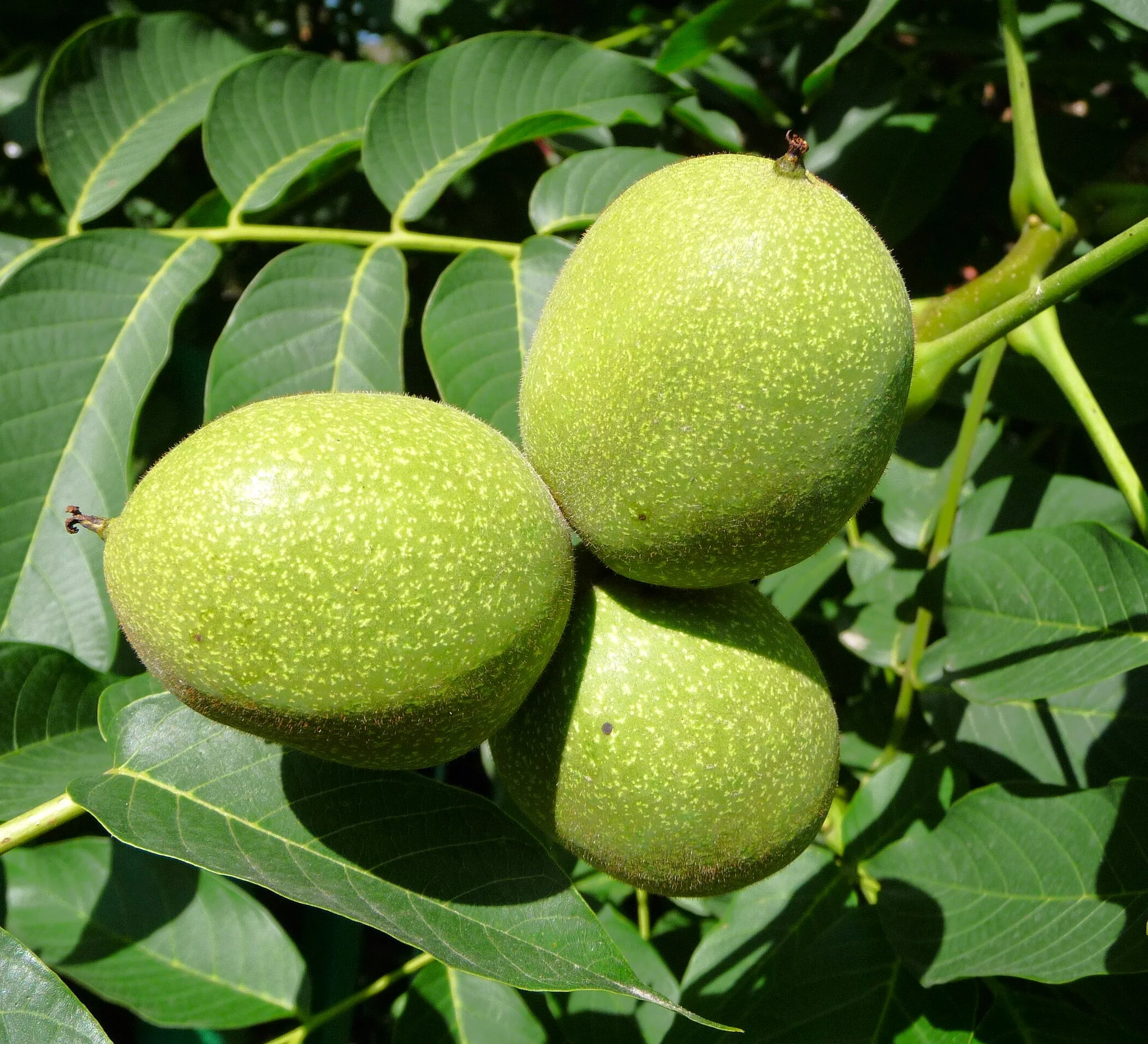 Howard English Walnut Tree - Image 2