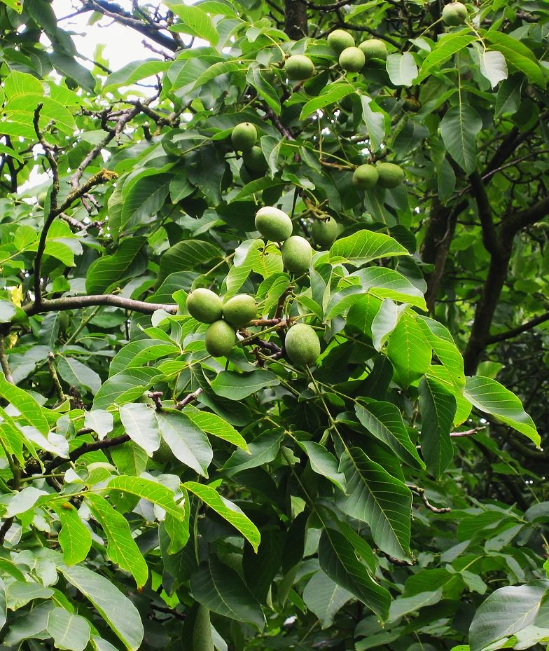 Howard English Walnut Tree - Image 3