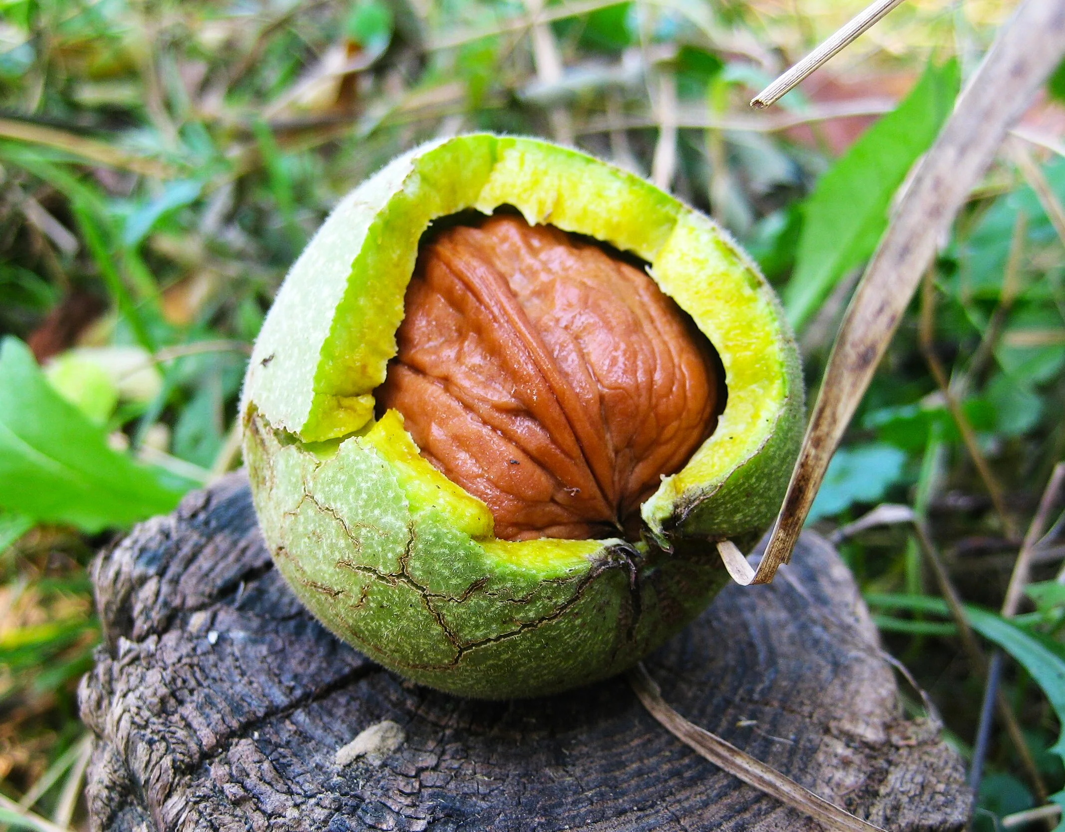 Howard English Walnut Tree - Image 4