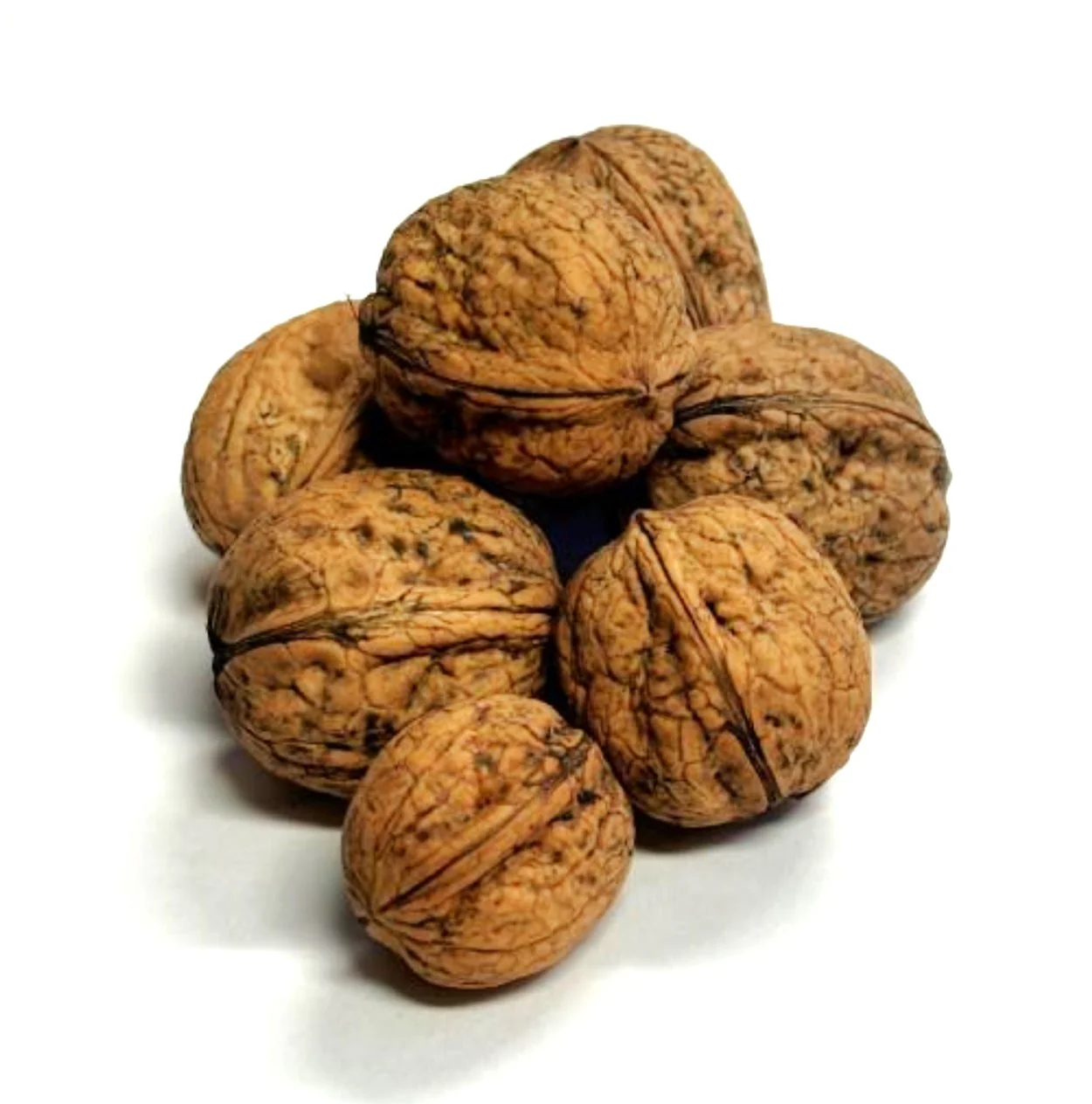 Howard English Walnut Tree - Image 6