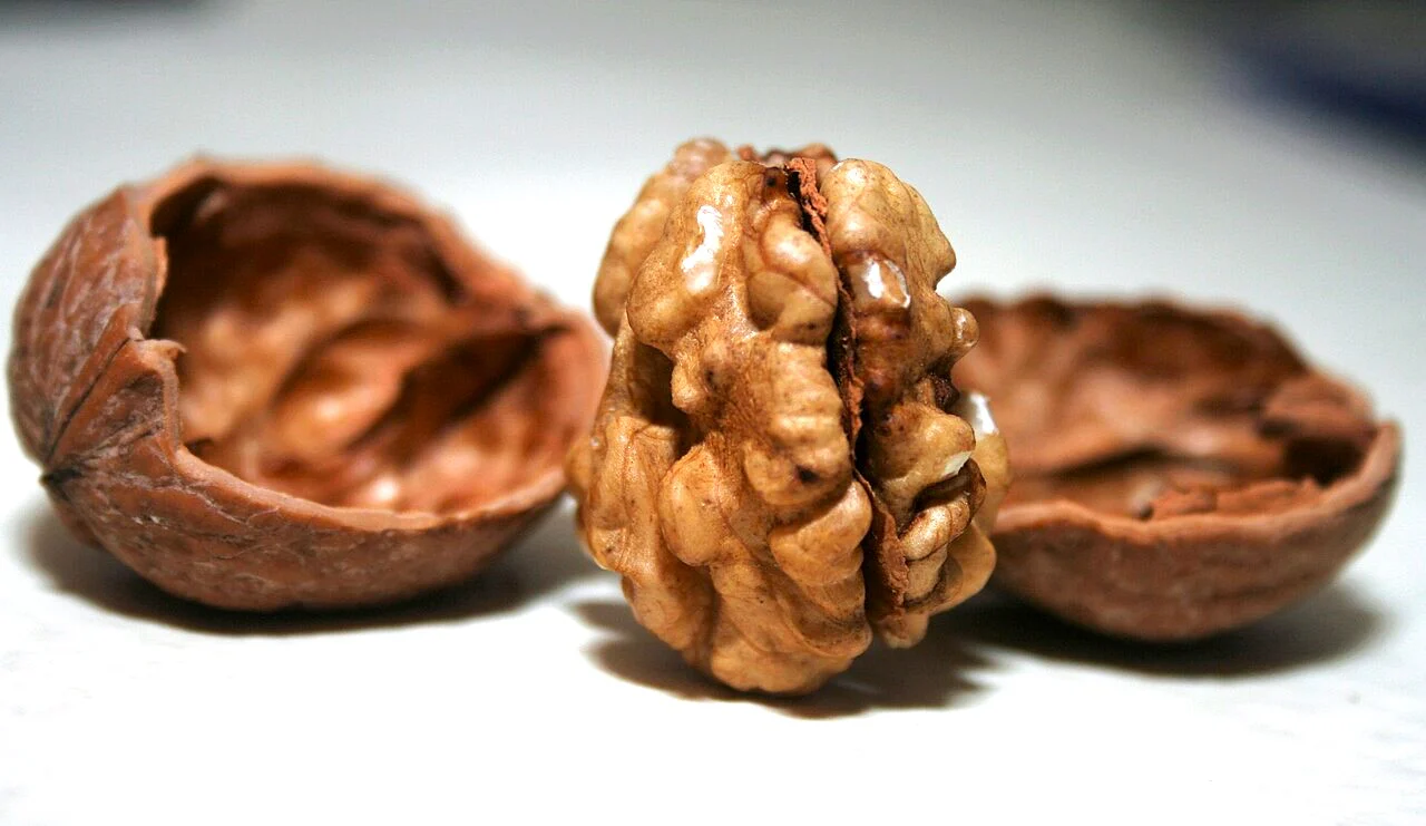 Howard English Walnut Tree - Image 7
