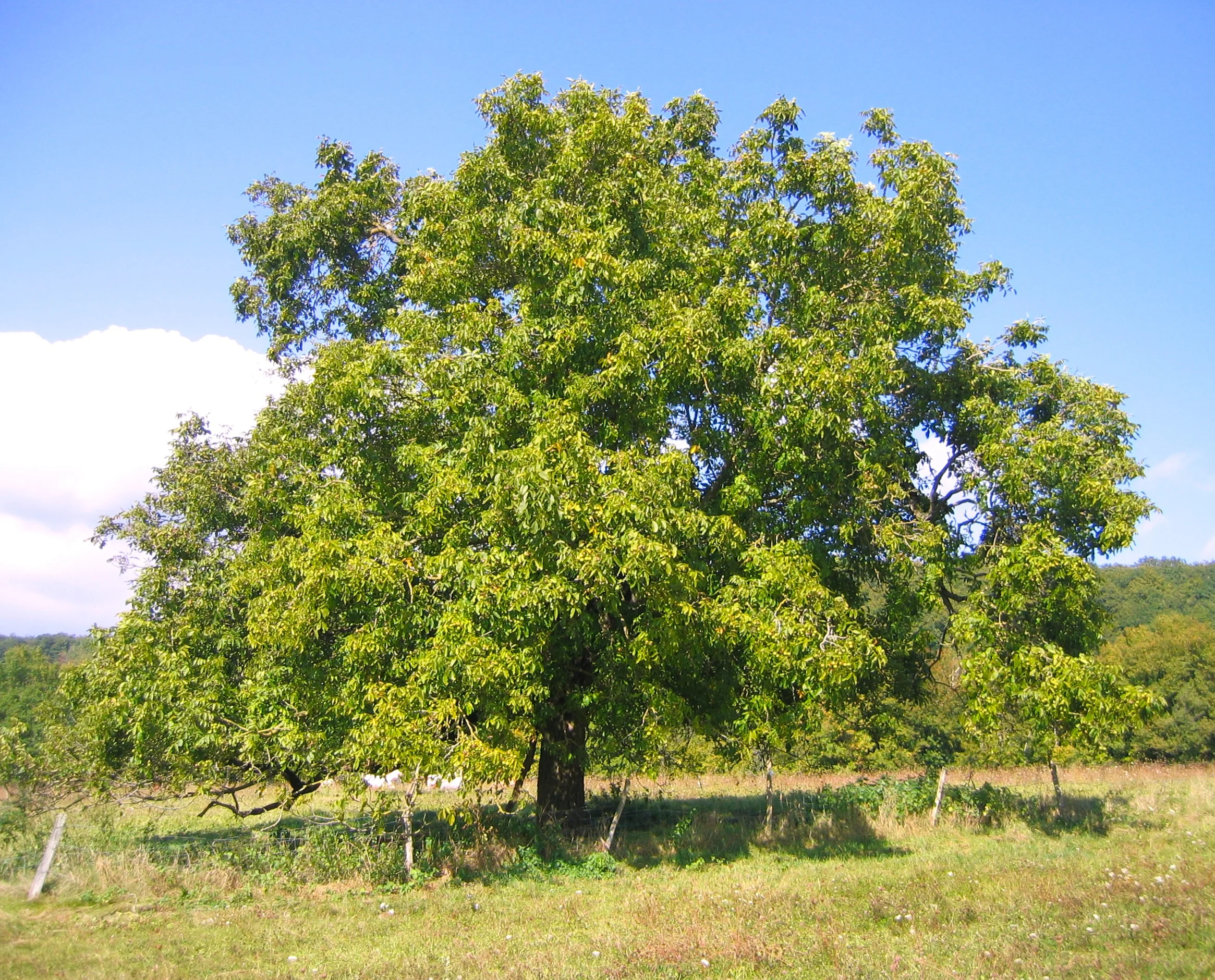 Howard English Walnut Tree - Image 9