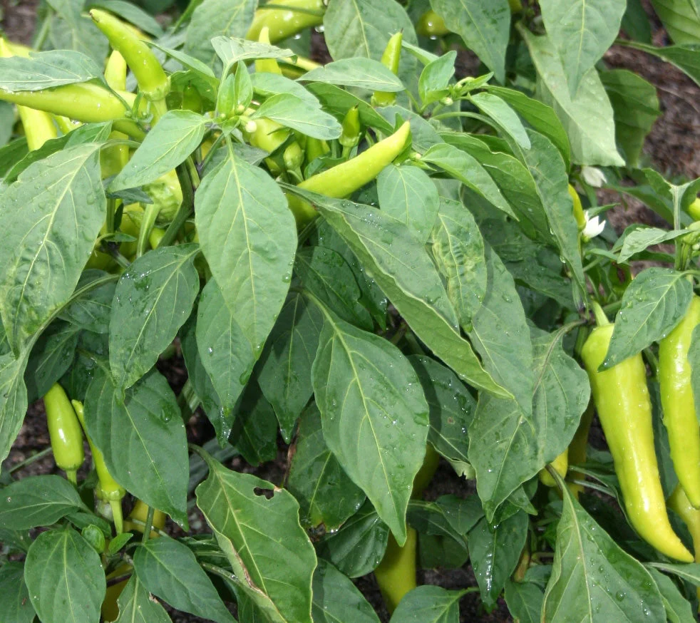 Hungarian Hot Wax Pepper - Image 3