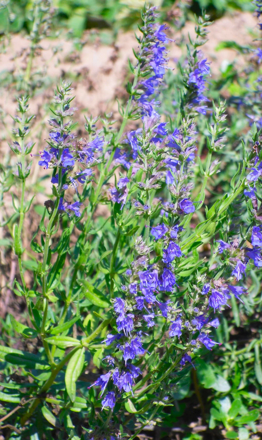 Blue Hyssop - Image 3