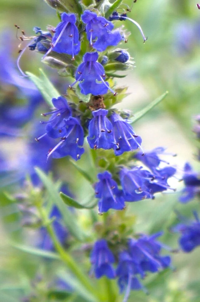 Blue Hyssop - Image 4