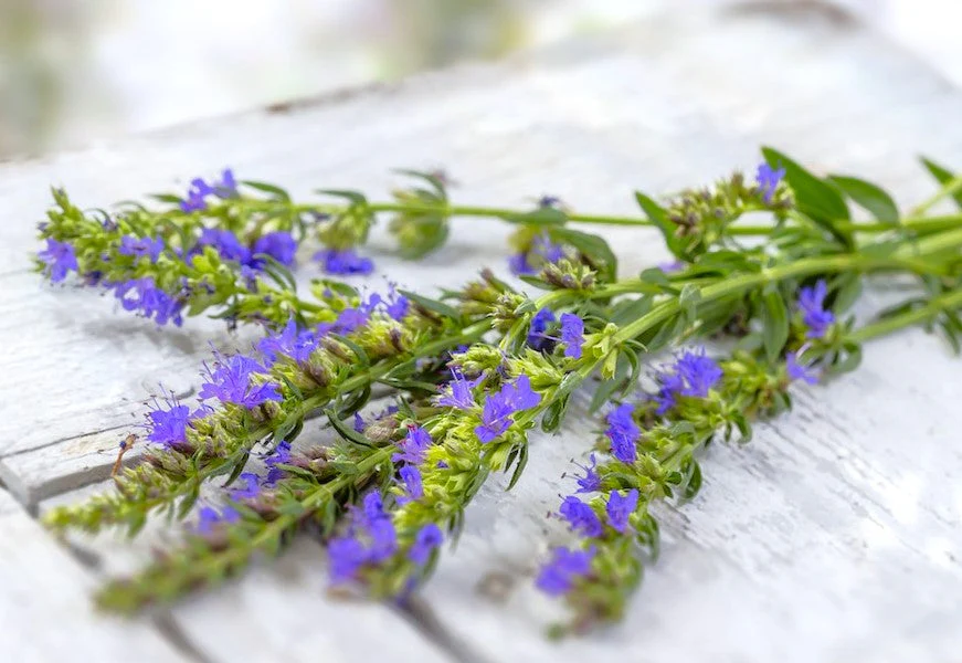 Blue Hyssop - Image 5