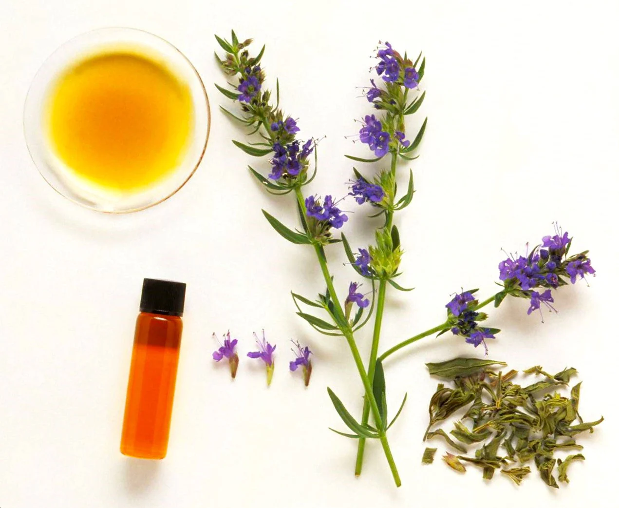 Blue Hyssop - Image 6
