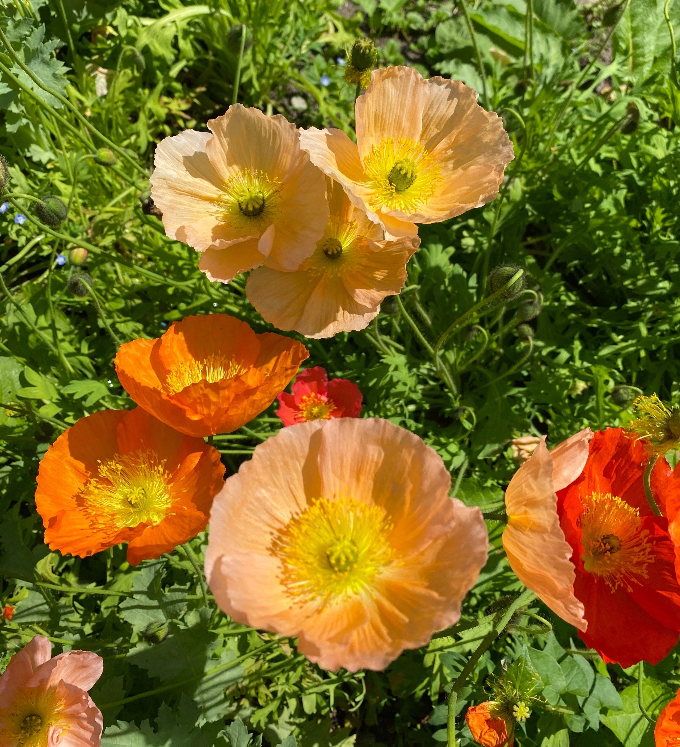 Iceland Poppy - Image 3