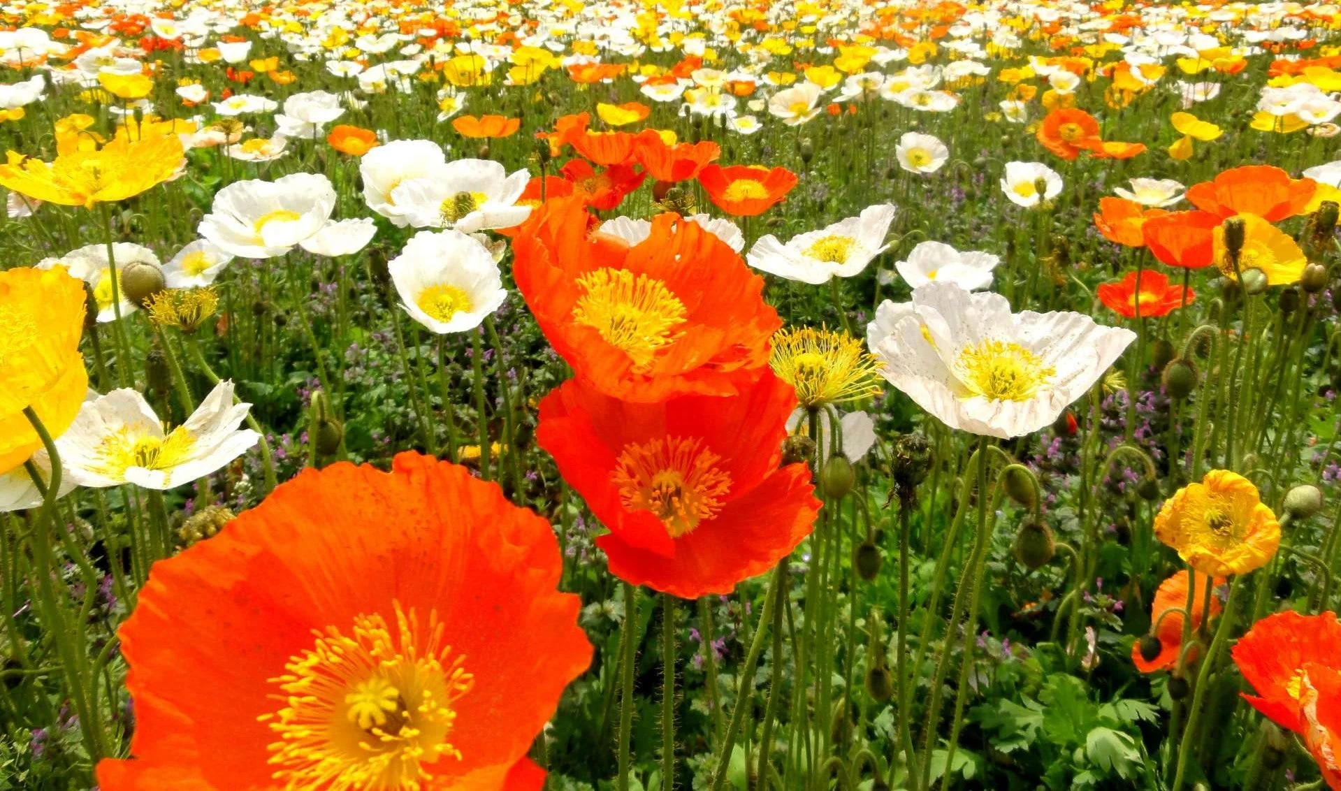 Iceland Poppy - Image 4