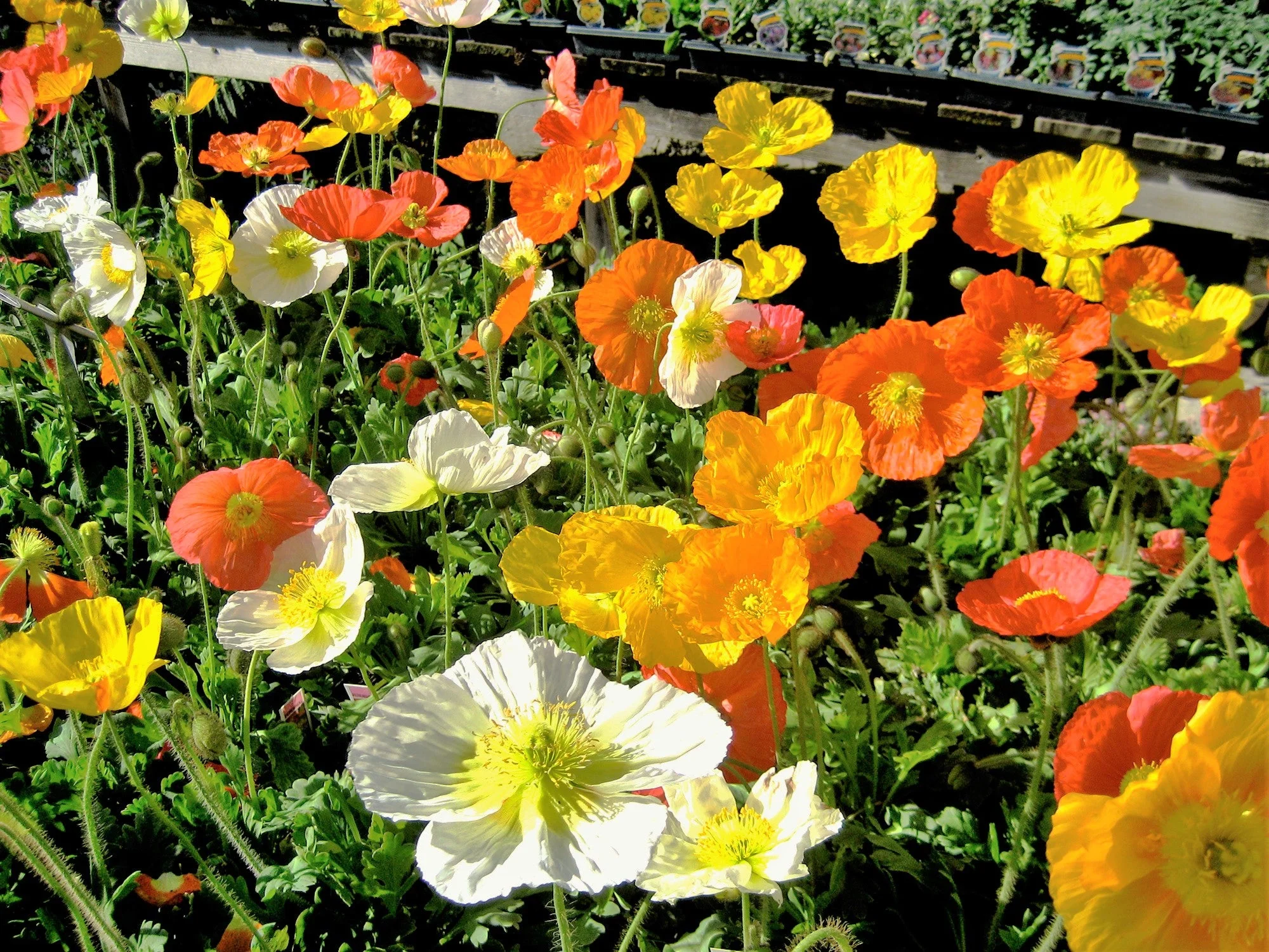 Iceland Poppy - Image 6