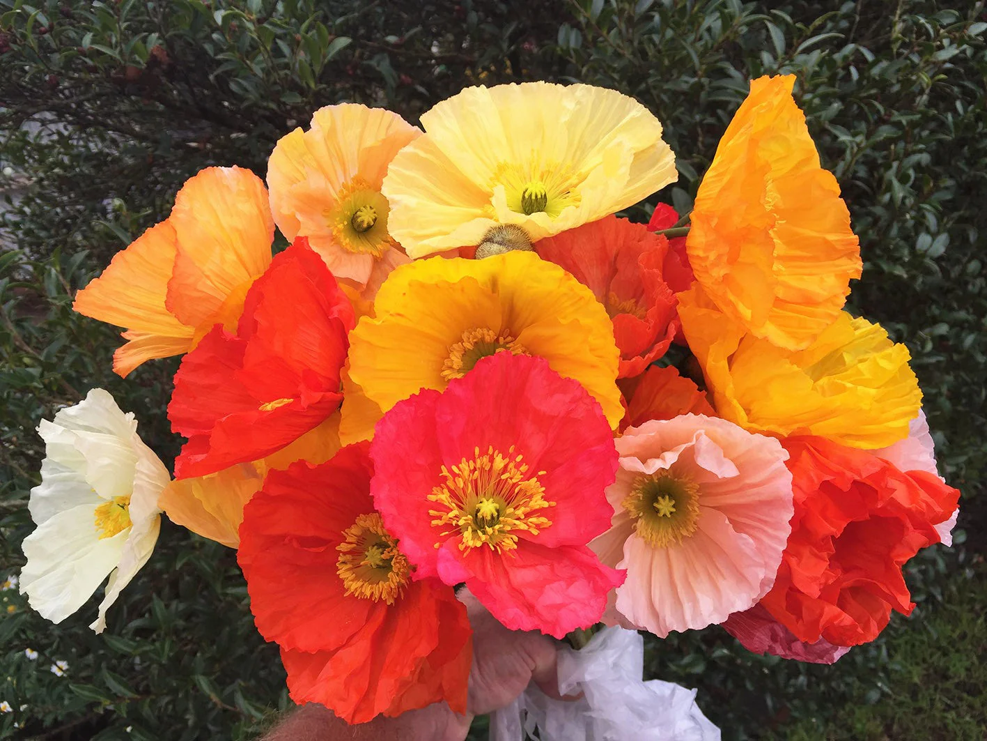 Iceland Poppy - Image 7