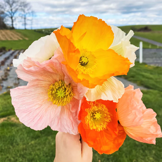Iceland Poppy - Image 8