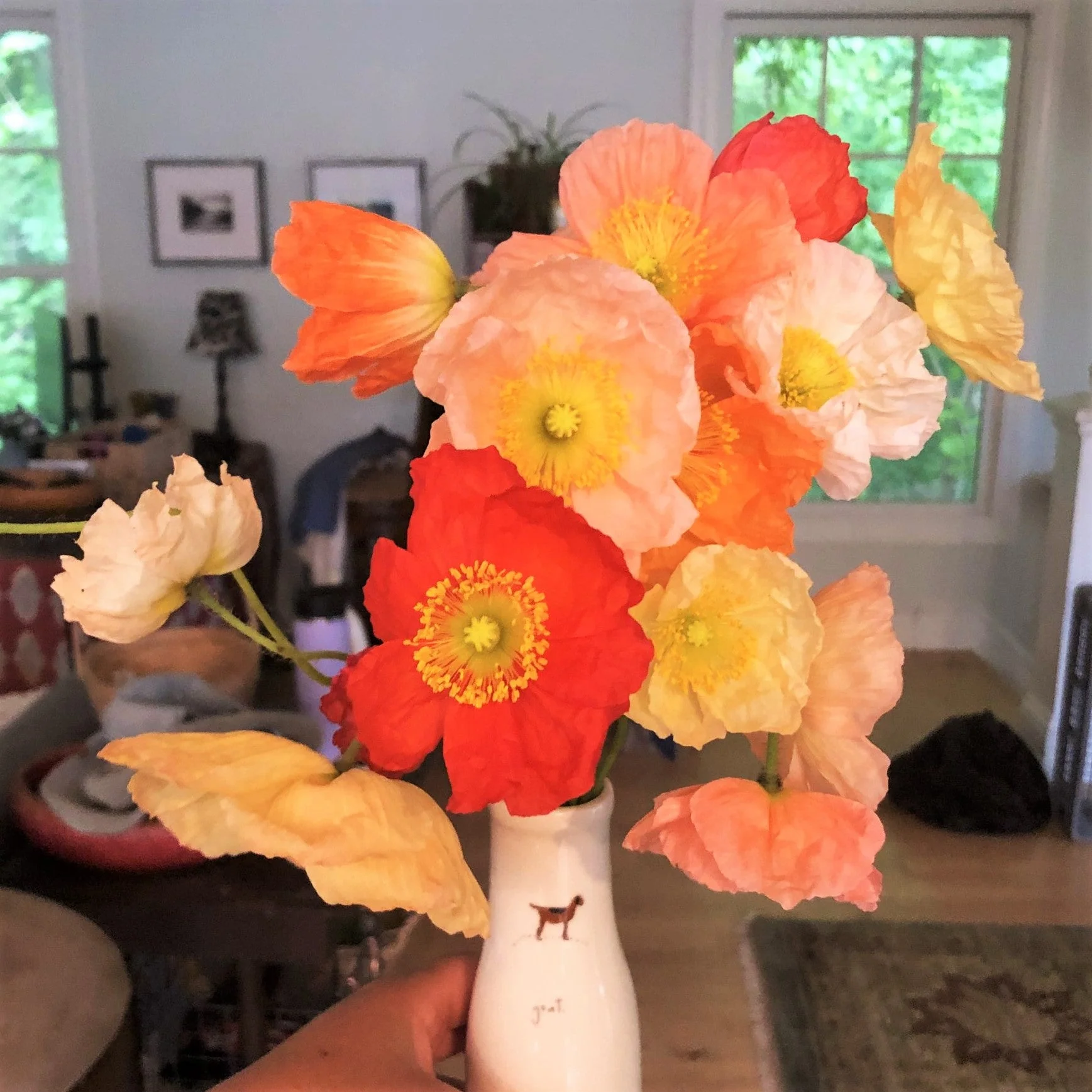 Iceland Poppy - Image 9