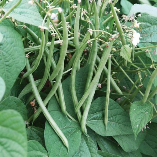 Improved Tendergreen Green Bean - Image 3