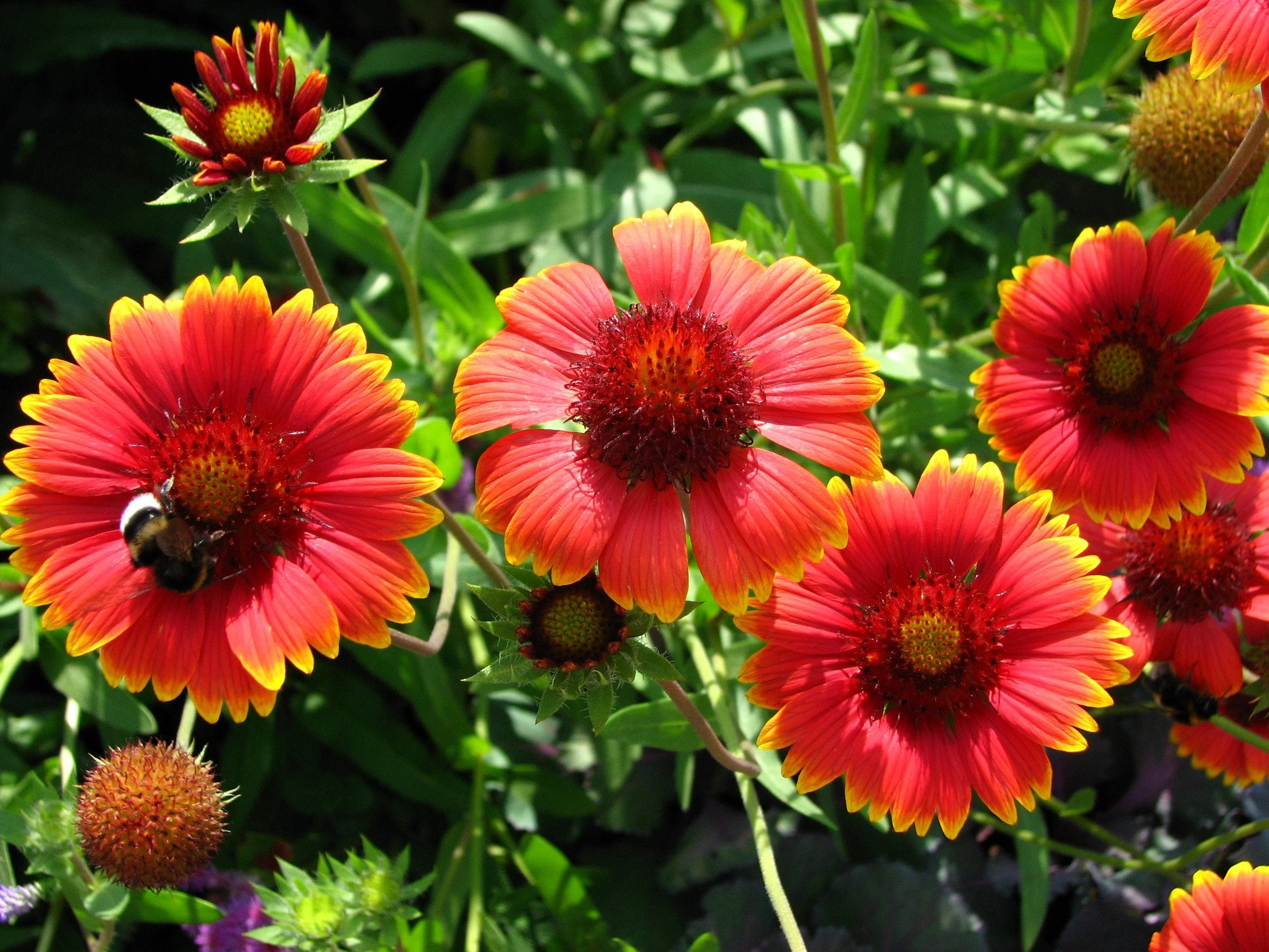 Indian Blanket Flower - Image 3