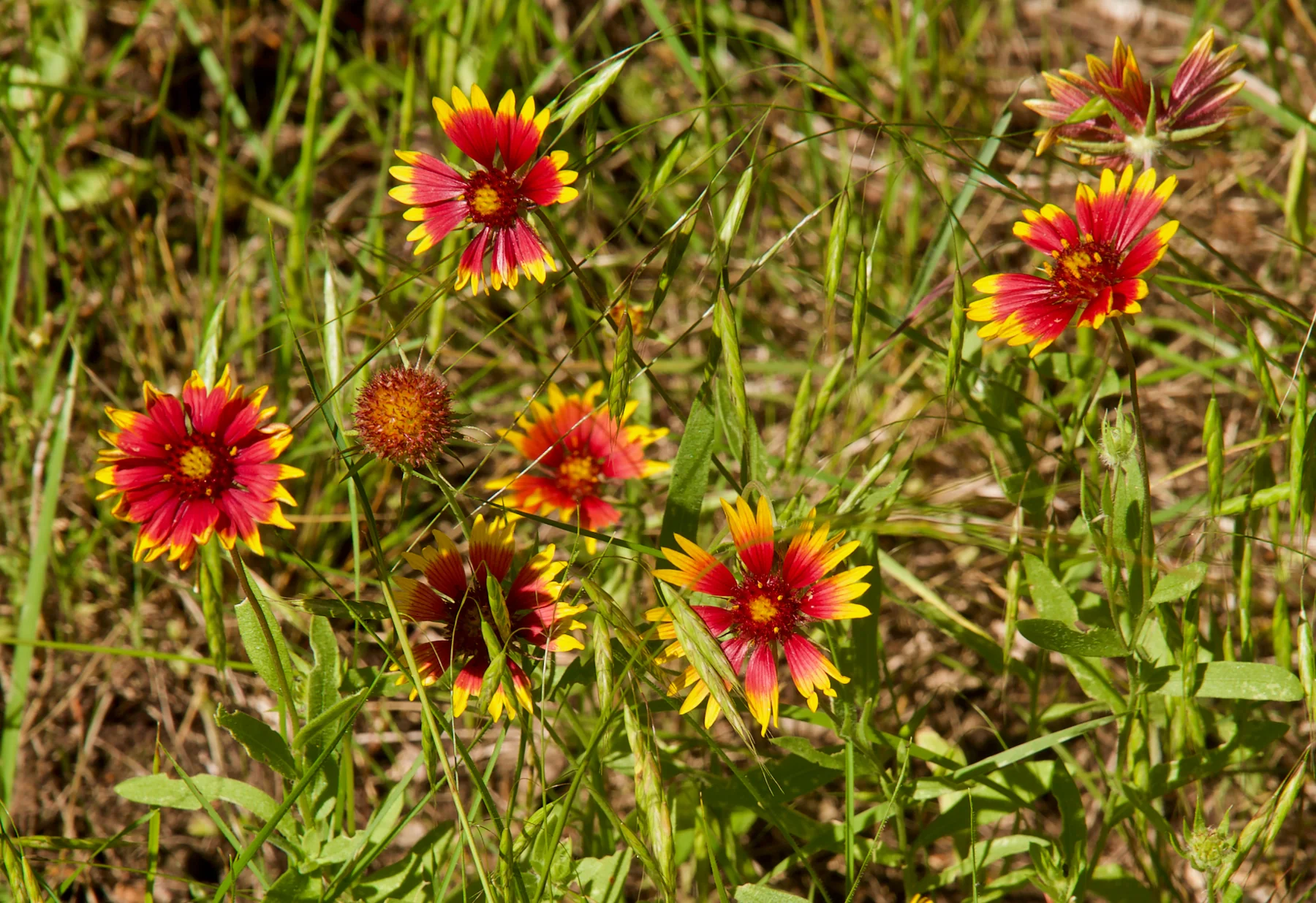 Indian Blanket Flower - Image 5