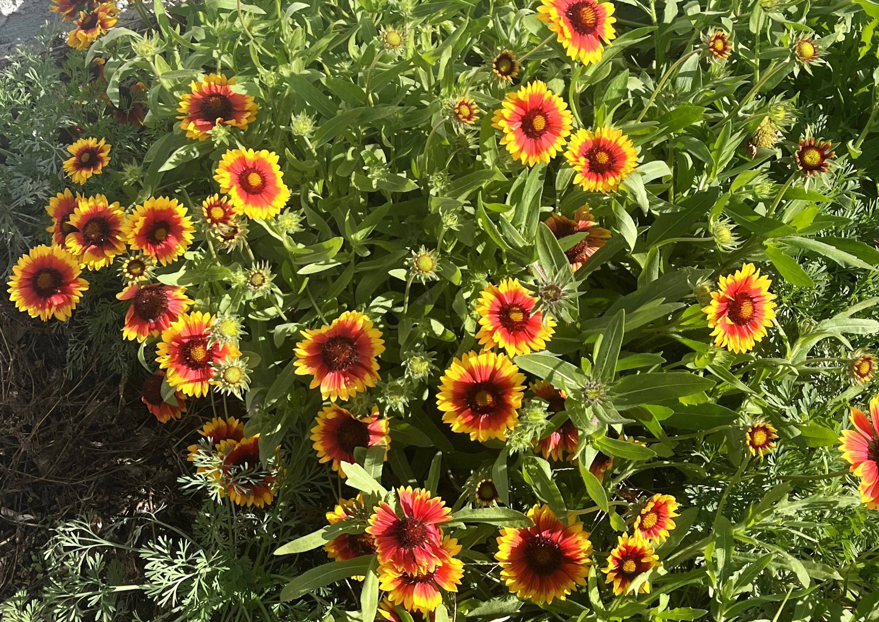 Indian Blanket Flower - Image 6