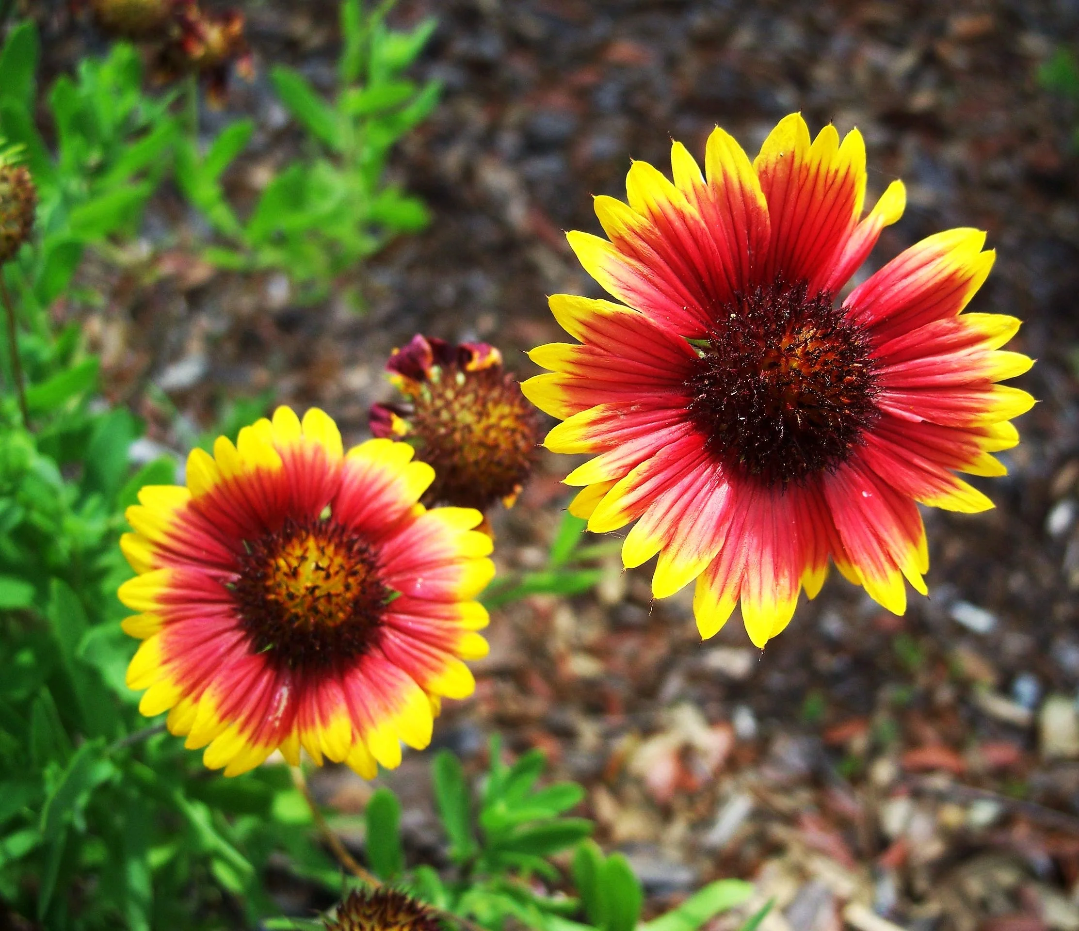 Indian Blanket Flower - Image 7