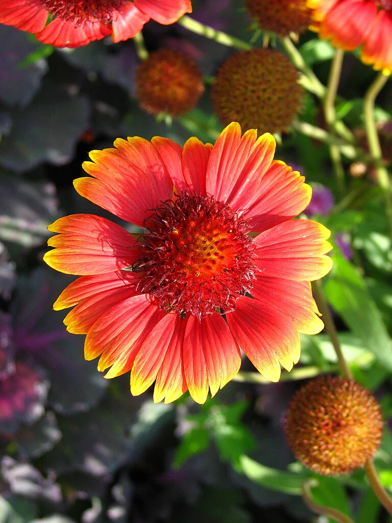 Indian Blanket Flower - Image 8