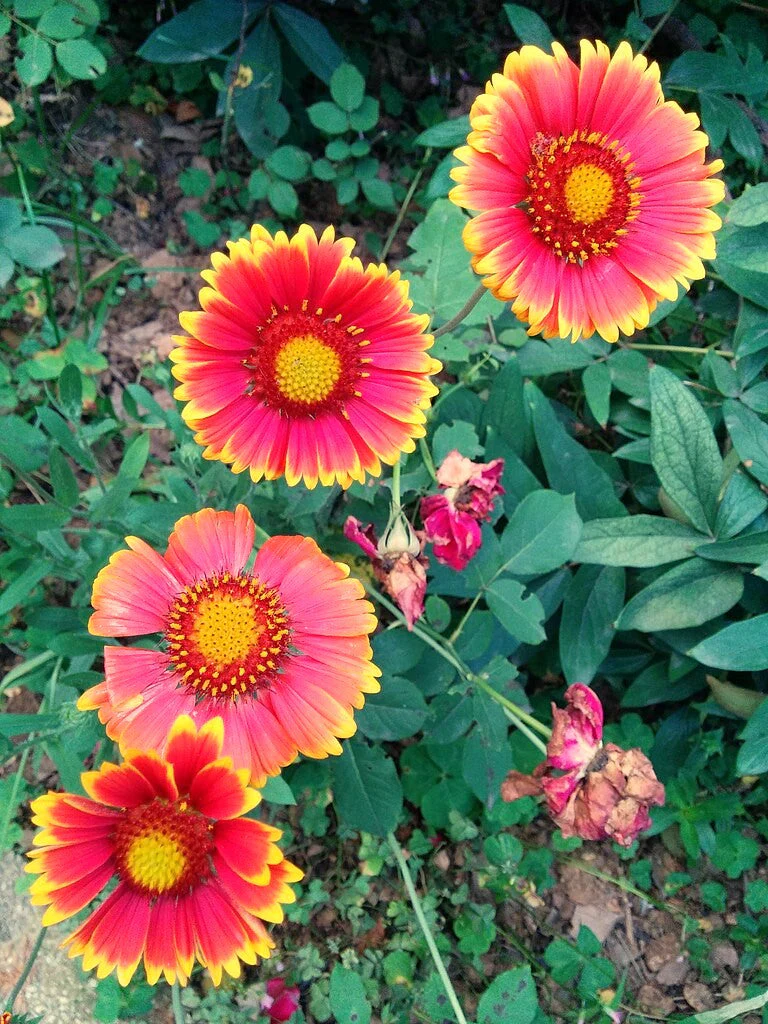Indian Blanket Flower - Image 9