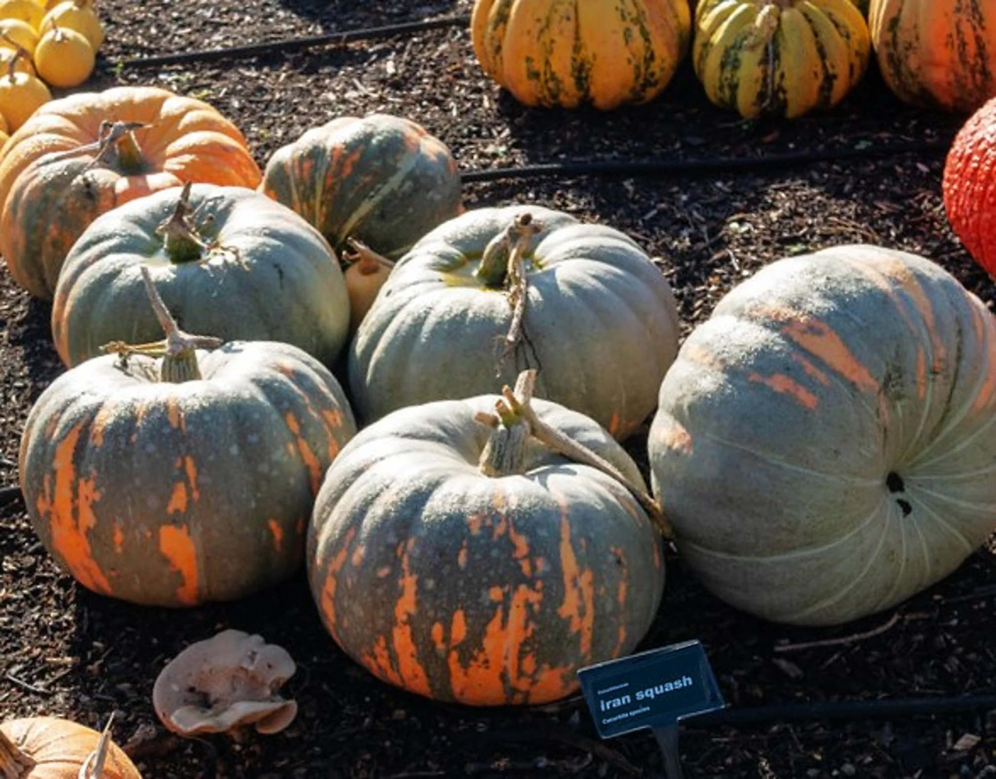 Iran Pumpkin (Persian Pumpkin) - Image 2