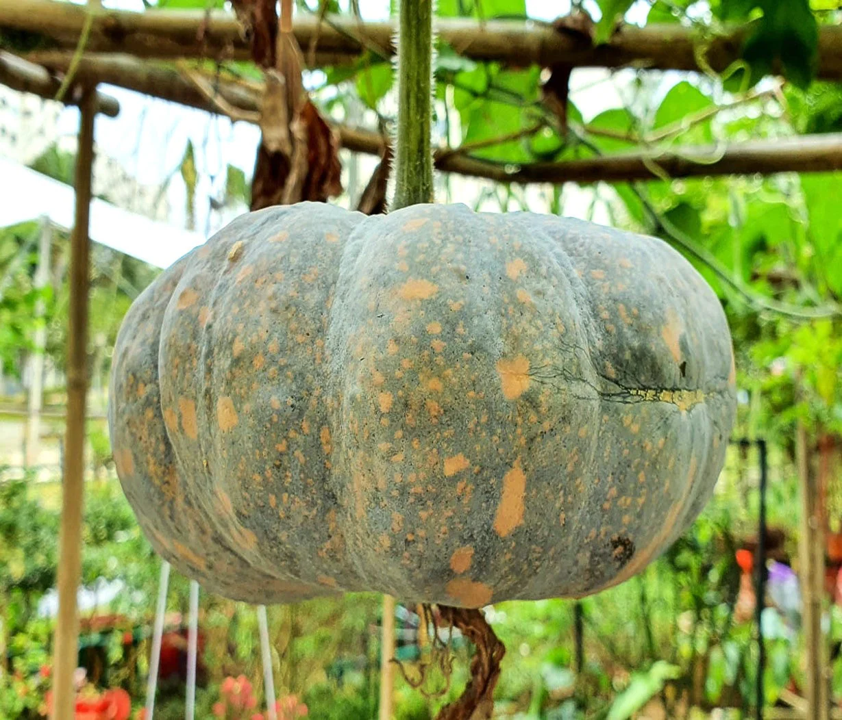 Iran Pumpkin (Persian Pumpkin) - Image 3